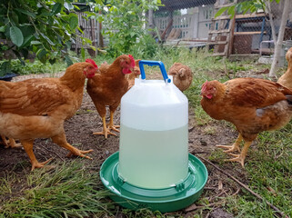 A group of chickens standing around a gallon of water