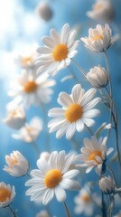 Obraz premium Fresh daisies arranged on a blue background create a vibrant display of natures beauty