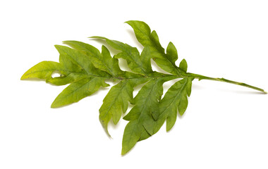 green branch on a white background