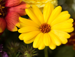 bouquet of autumn flowers