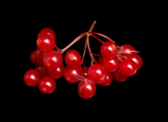 red viburnum berries isolated black