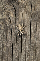 Detalle de una araña sobre madera rugosa. Textura y camuflaje resaltan en esta macrofotografía. Perfecta para proyectos de naturaleza e insectos.