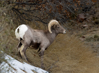 Bighorn Sheep Herd