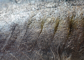 Close-up of mackerels fish skin and skin mackerels details