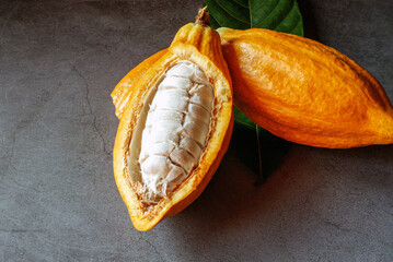 White fresh cocoa seed on ripe cacao pod and yellow cacao fruit