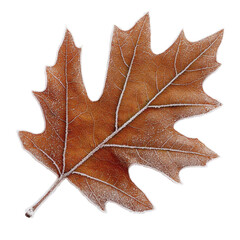 A leaf with frost on it