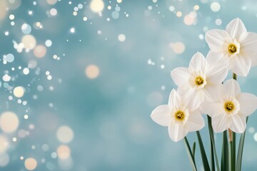 Beautiful white daffodils with soft blue background create a serene atmosphere