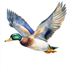 Watercolor illustration of a mallard duck in flight mid-air.