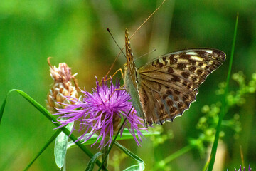 Photograph taken with a 300mm macro lens depicting the pollination of a purple thistle by a rbutterfly on a green background