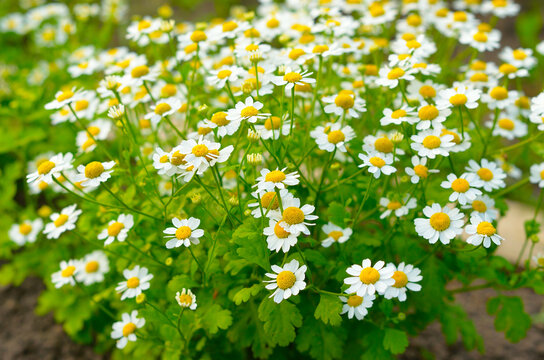 Flowers feverfew
