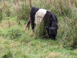 Cow eating grass