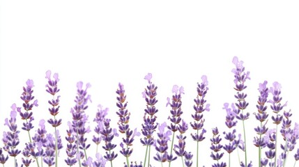 Naklejka premium Beautiful lavender flowers on white background isolated on white background