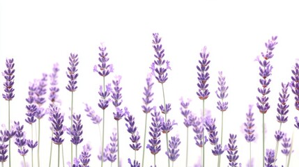 Beautiful lavender flowers on white background isolated on white background