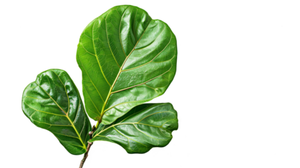 Fresh and Vibrant Green Leaves with Glossy Surface Isolated on White Background