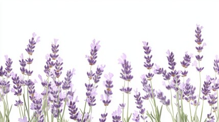 Naklejka premium Beautiful lavender flowers on white background isolated on white background