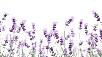 Naklejka premium Beautiful lavender flowers on white background isolated on white background