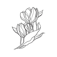 vector sketch drawing of a tulip. isolated on white background.