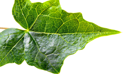 Detailed Close-Up of Green Ivy Leaf with Intricate Vein Pattern and Texture on White Background