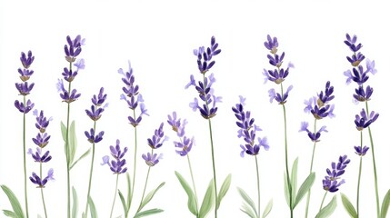 Naklejka premium Beautiful lavender flowers on white background isolated on white background