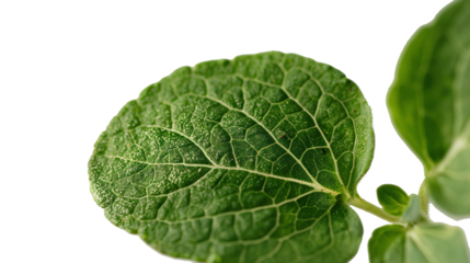 Close-Up View of a Fresh Green Leaf with Intricate Veins and Textured Surface Details