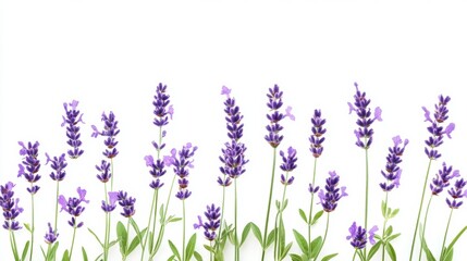 Naklejka premium Beautiful lavender flowers on white background isolated on white background