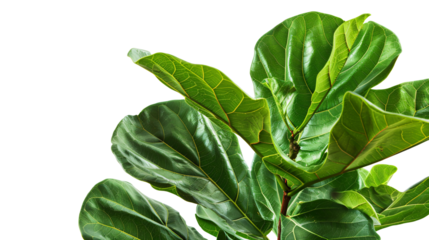 Vibrant Green Leaves of Fiddle Leaf Fig Plant Isolated on White Background for Decor