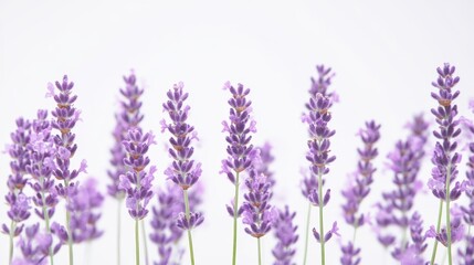 Naklejka premium Beautiful lavender flowers on white background isolated on white background