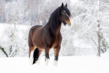 Shire Horse in winterwonderland snow