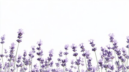 Naklejka premium Beautiful lavender flowers on white background isolated on white background