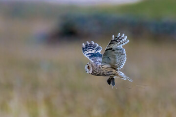 Long-Eared Owl Bringing Home Lunch