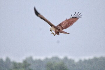 red tailed hawk