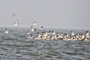 flock of seagulls on the beach