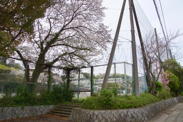 鎌倉市今泉の春の風景　桜
