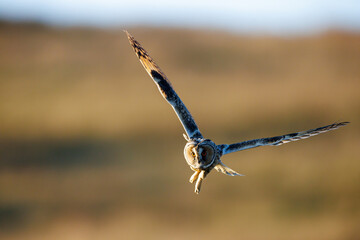 Graceful Flight of a Long-Eared Owl