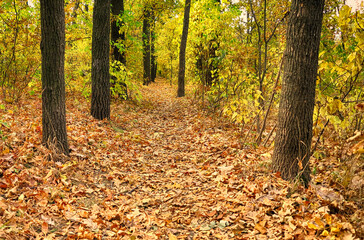 Obraz premium Fallen gold and red autumn forest leaves