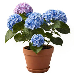 hydrangea flowers in a pot isolated on white