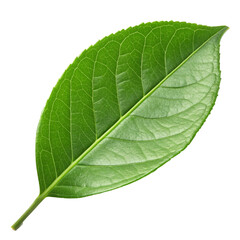 green leaf isolated transparent background
