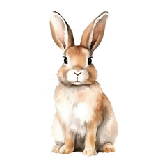 watercolor Rabbit isolated white background