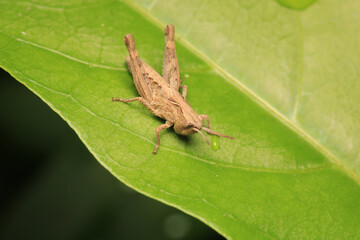 rufous grasshopper insect macro photo