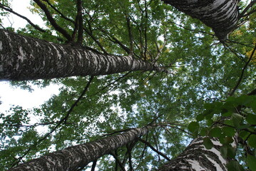 Fototapeta premium Four birches in spring. Early spring trees are still without foliage. Four tall trees with white trunks and black branches grow next to each other. Above them is a sky with gray-white clouds.