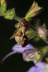 Halyomorpha Halys insect macro photo	