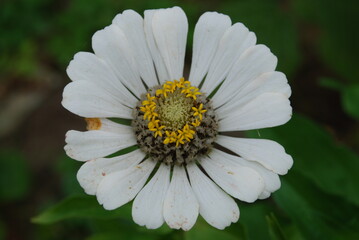 Obraz premium White zinnia. The flower belongs to the genus of annual and perennial herbs and subshrubs of the Asteraceae family. The plant has a medium-sized inflorescence with white petals and a white core.