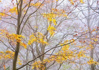 yellow autumn foliage in the backlight of the sun, linden and elm leaves in autumn, leaf fall