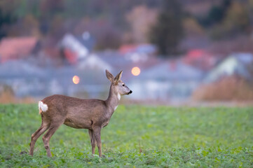 Alert roe deer standing on a meadow near village