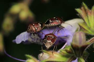 Halyomorpha Halys insect macro photo	