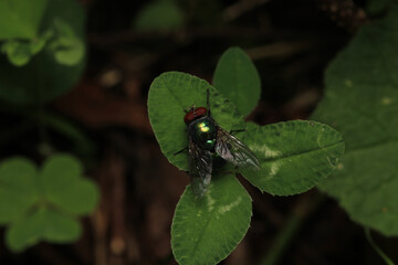 macro photo of housefly facing back	