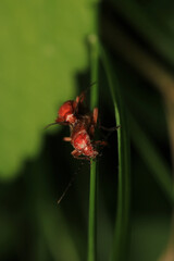 common red soldier beetle insect macro photo	