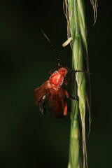 common red soldier beetle insect macro photo	