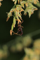 Black carpenter ant macro photo	