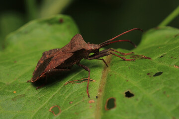 Halyomorpha Halys insect macro photo	